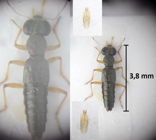 Stenus sp.
